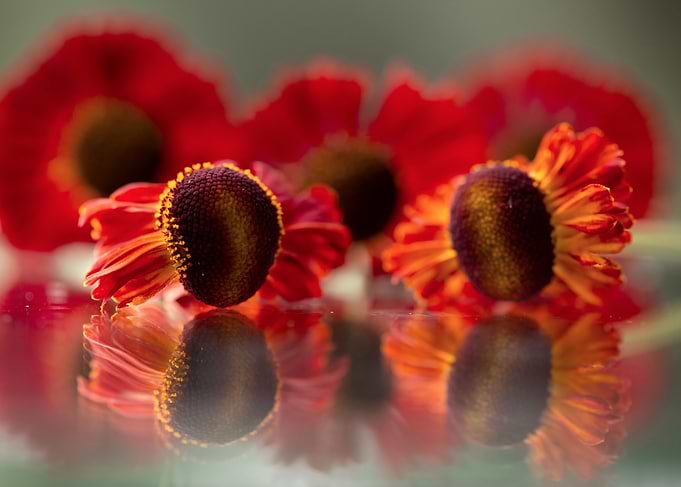 Red and Orange Helenium Flowers Reflection