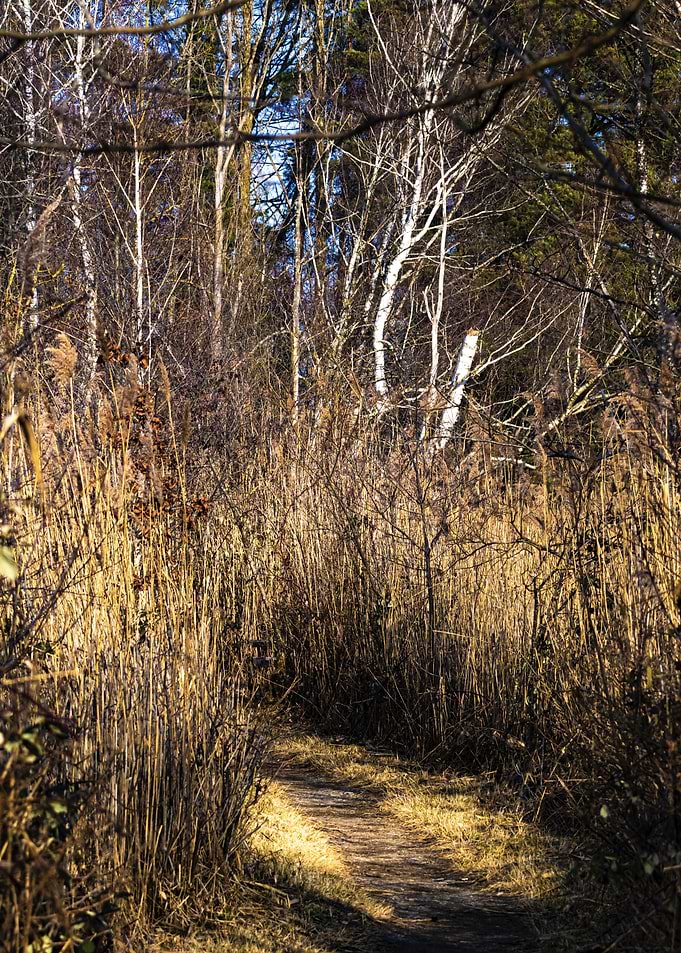 Champ-Pittet natural reserve Path Through Reeds and Trees