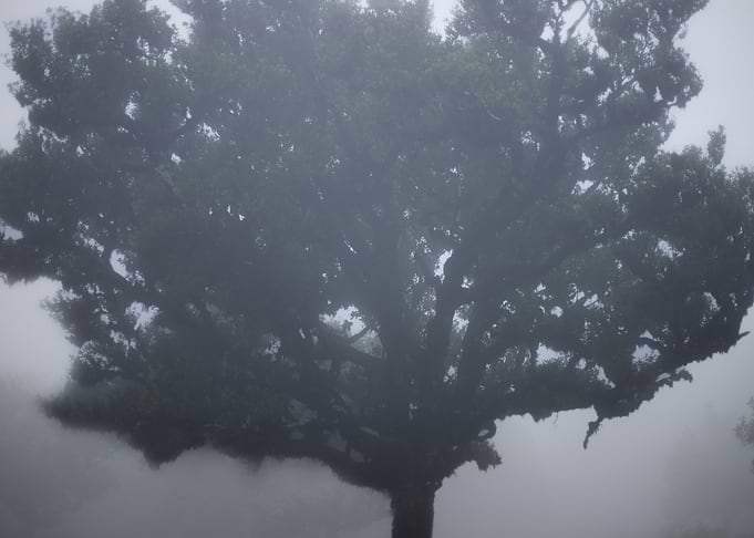 The Beauty of Fanal Forest 1