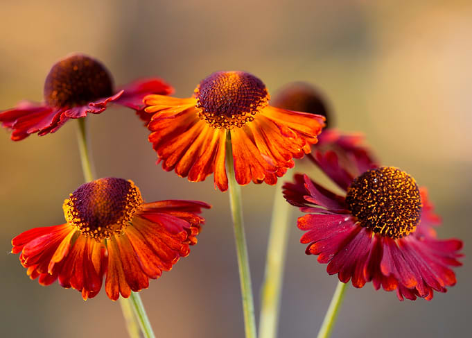Helenium Flowers in Red and Orange