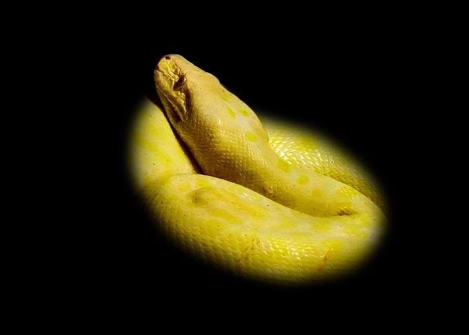 Albino Snake Coiled on Black Background