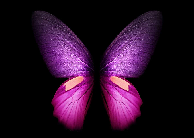 Purple and Pink Butterfly Wings