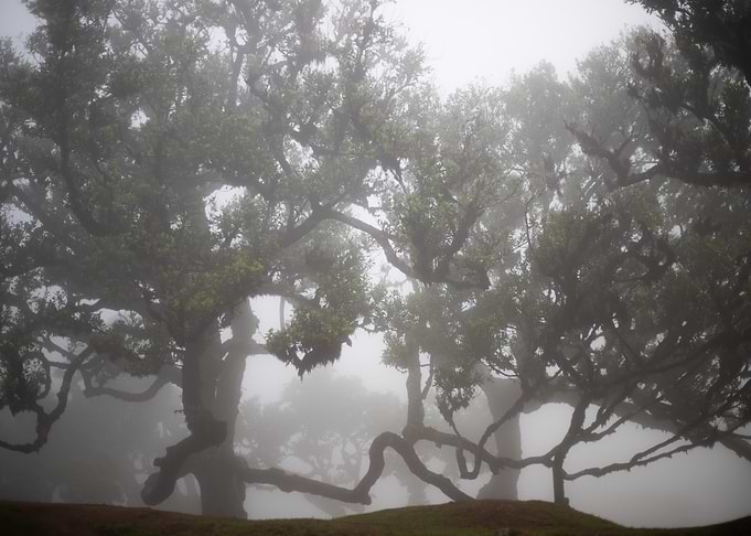 The Beauty of Fanal Forest 2