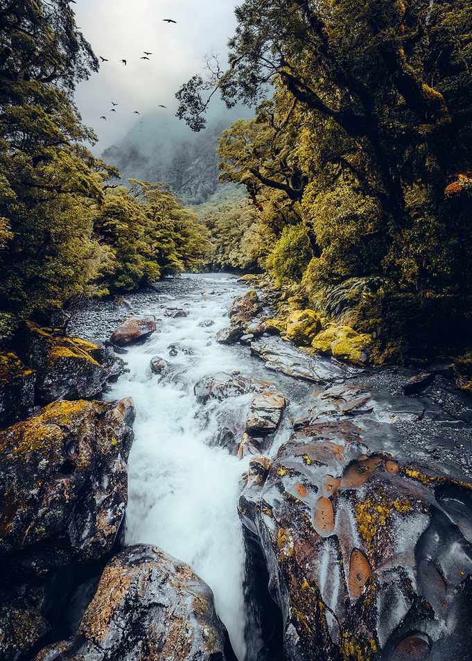 River Through Forest with Birds