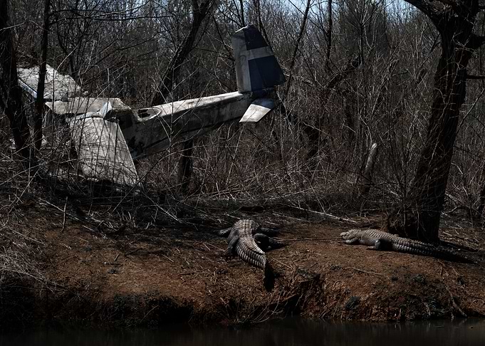 Plane Crash Site with Alligators