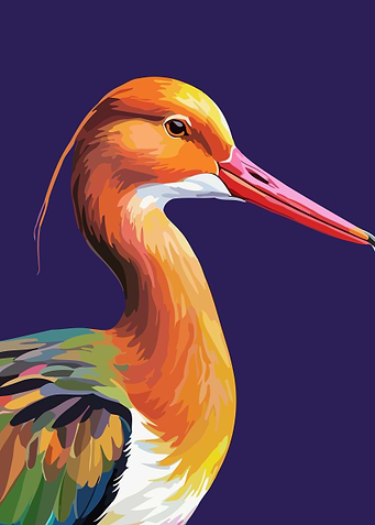 Colorful Black Tailed Godwit Bird Pop Art