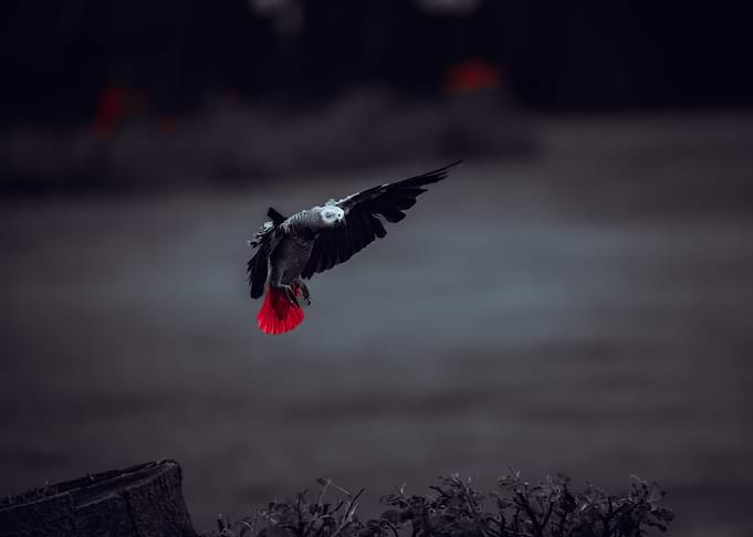 African Grey Parrot in Flight