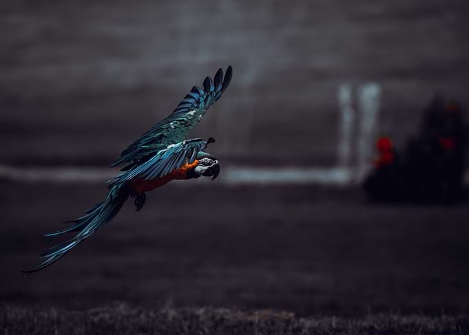 Flying Macaw Parrot