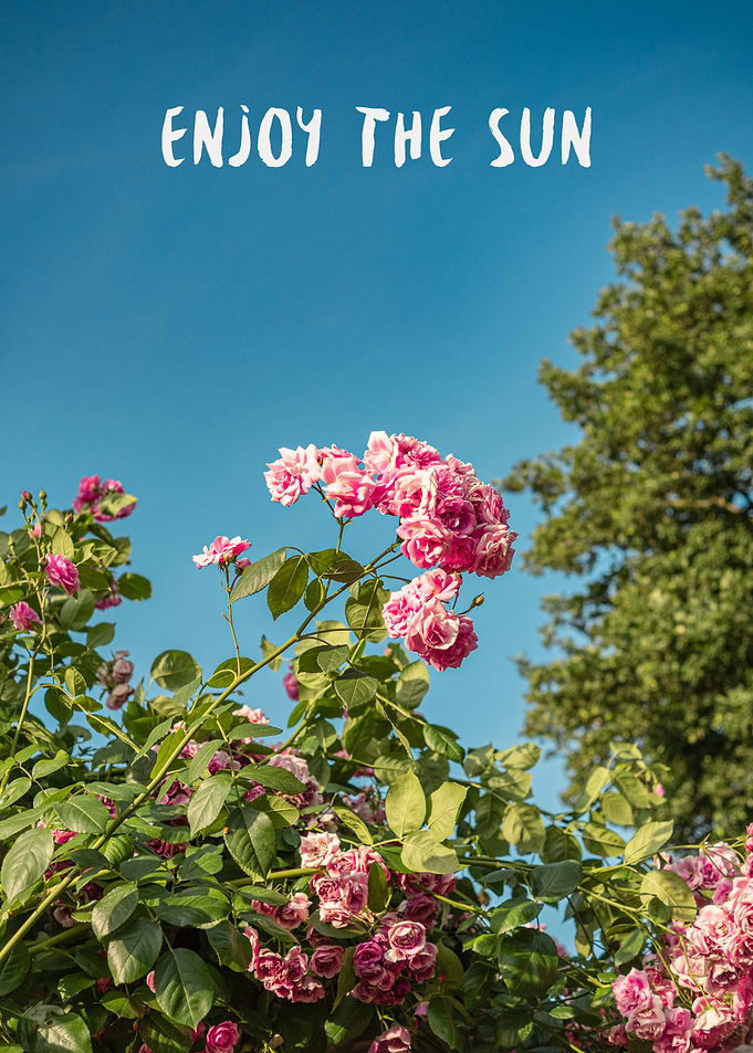 Enjoy the Sun with Pink Roses