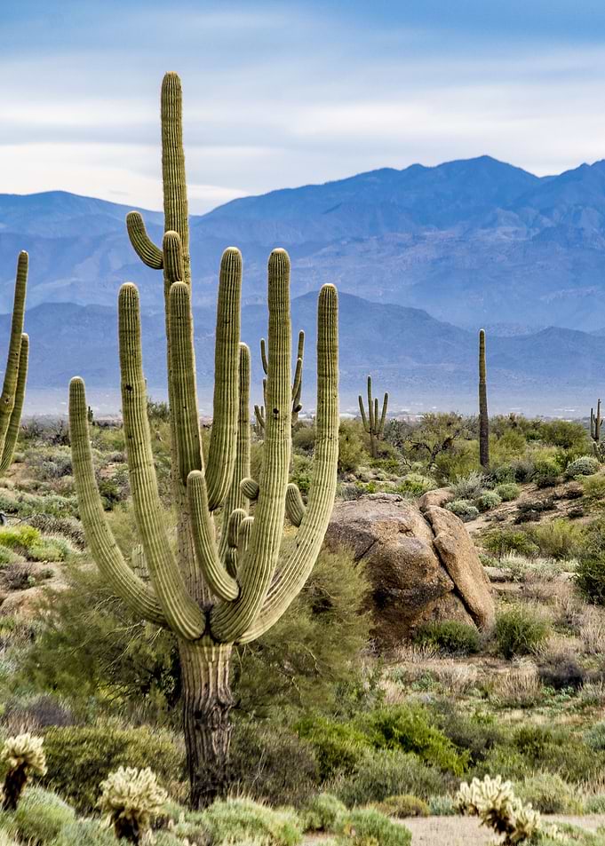 Arizona Desert Landscape with Saguaro Cacti