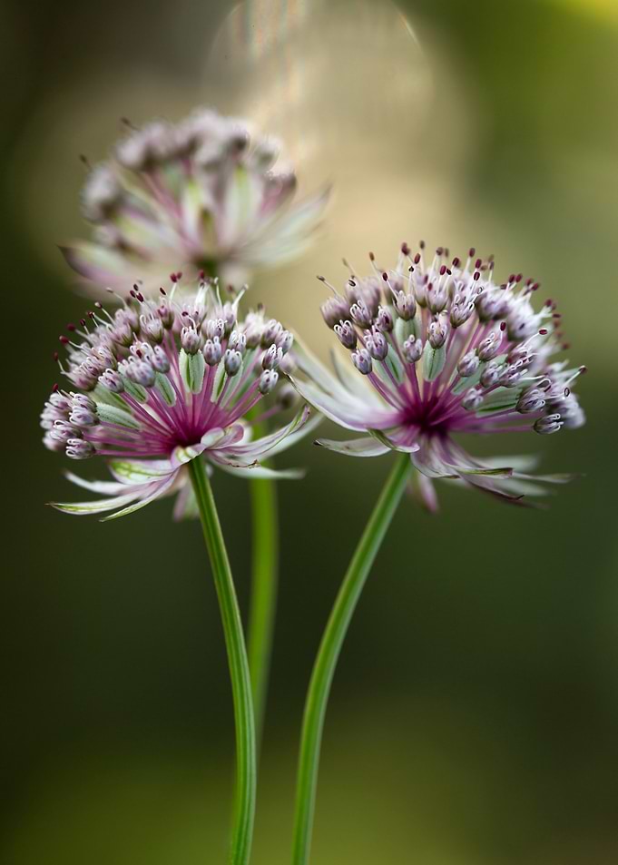 Astrantia Flowers Close-Up