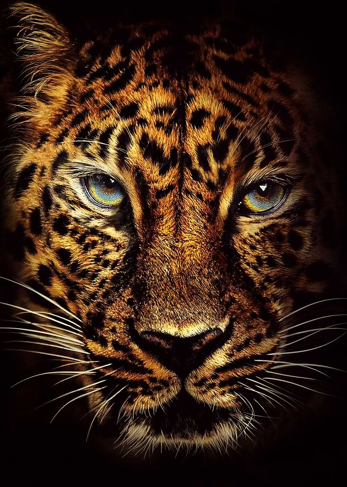 Leopard Portrait with Intense Gaze