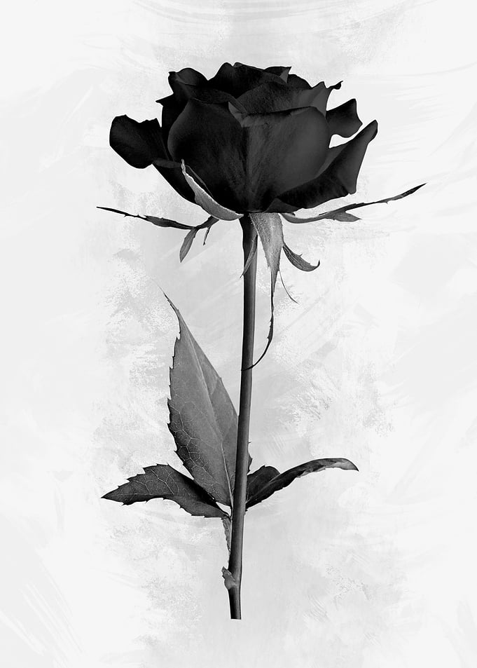 Monochrome Rose