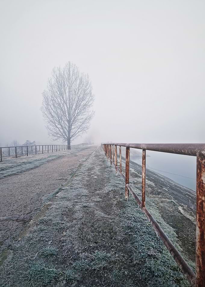 Foggy Path with Tree and Railing