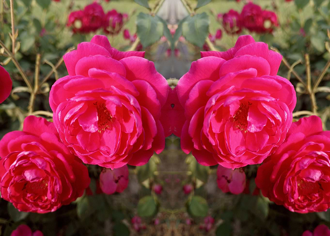 Mirrored Pink Roses