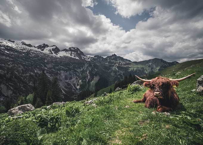 Highland Cow in Mountain Landscape