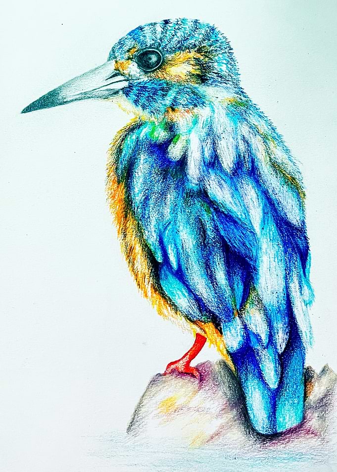 Colorful Kingfisher Bird Drawing