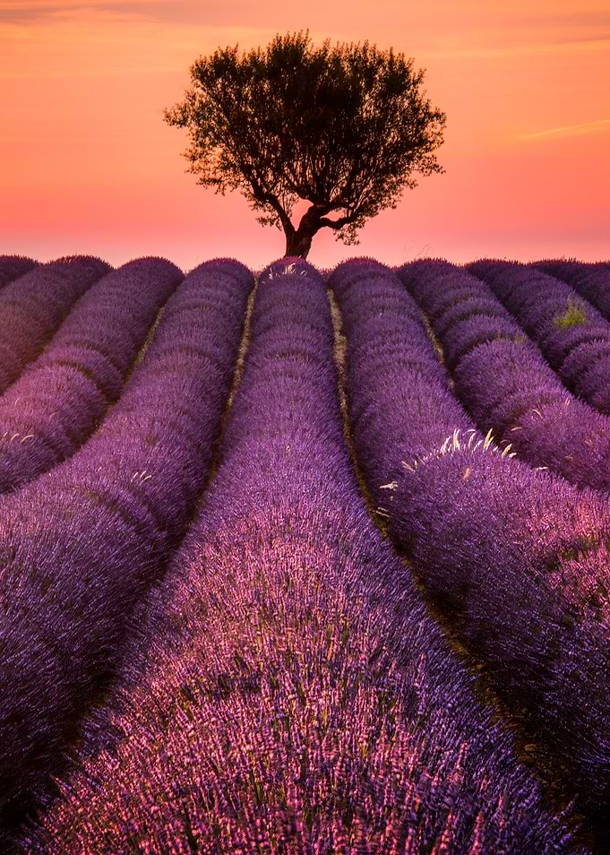 Lavender field