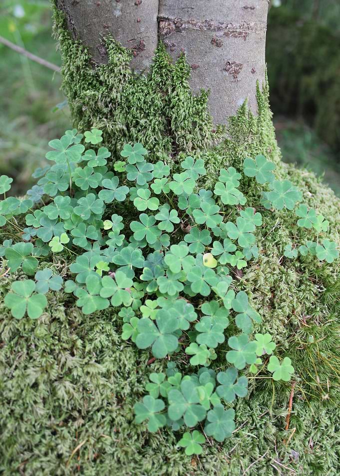 Clovers and Moss on Tree Trunk