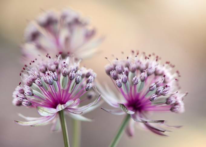 Astrantia Flowers Close-Up