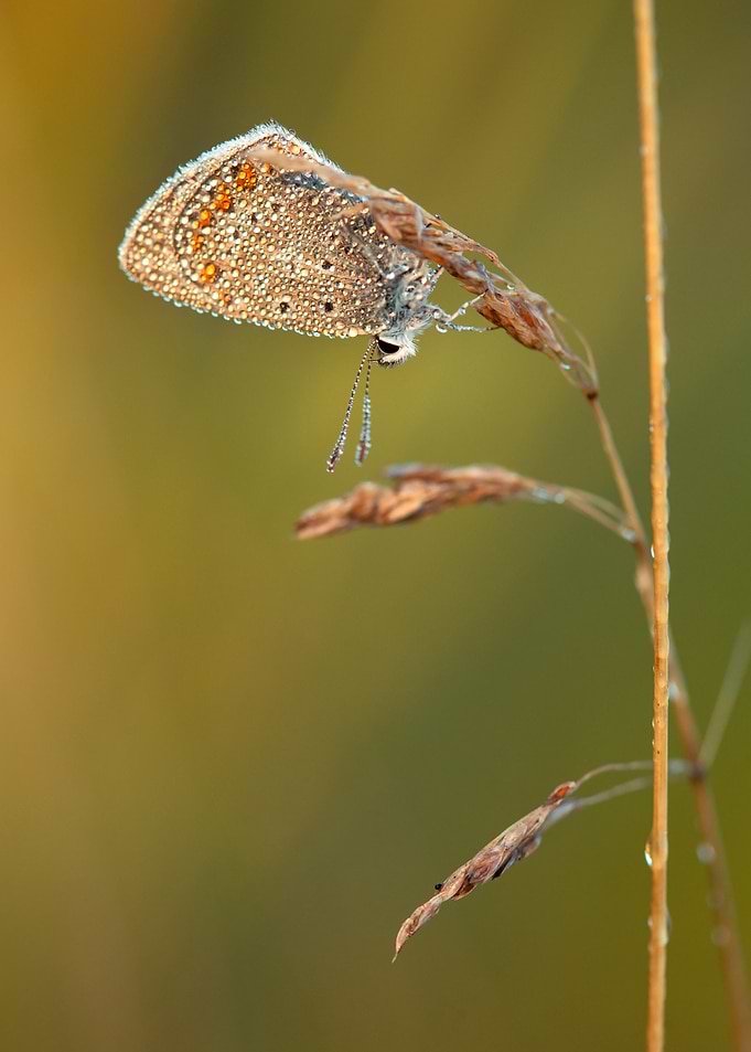 Dew-Kissed Butterfly on Grass