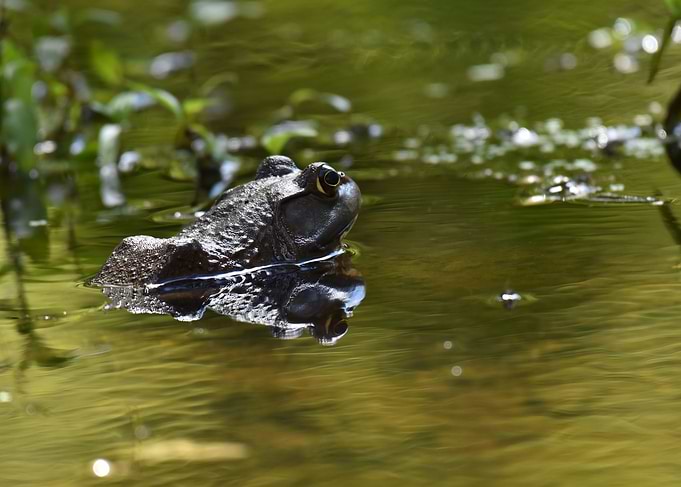 Frog in green water