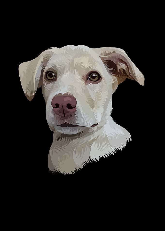 Dog Portrait on Black Background