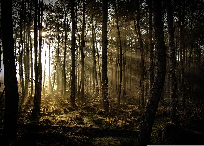 Sunlit Forest
