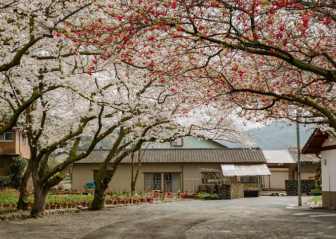 Cherry Blossoms in Japanese Village