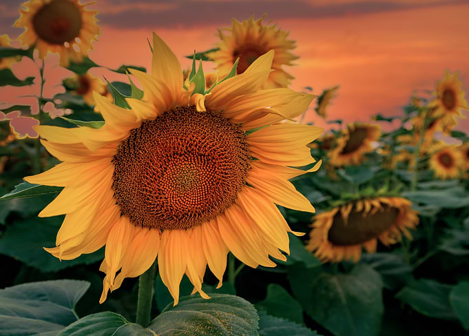 Sunflower field at sunset