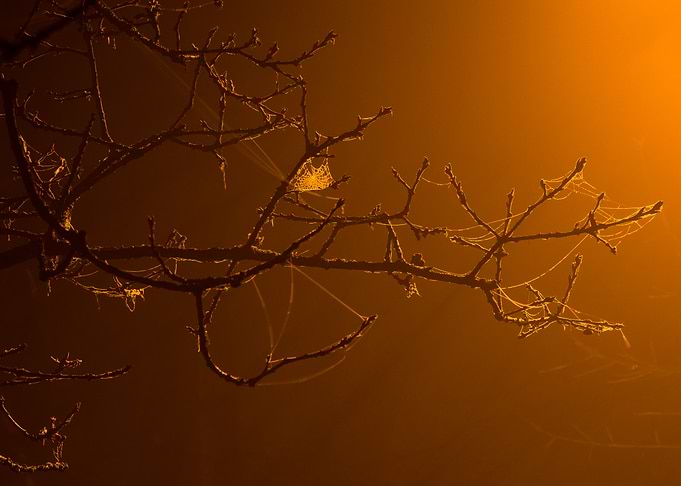 Branches with spiderwebs in orange fog