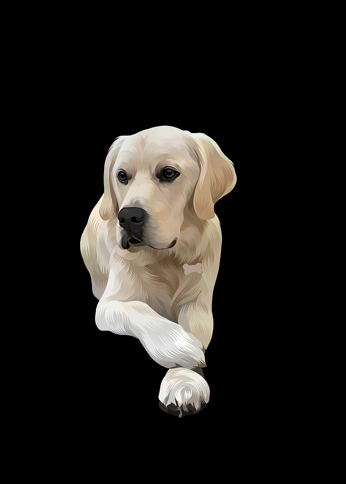Golden Retriever Portrait on Black Background