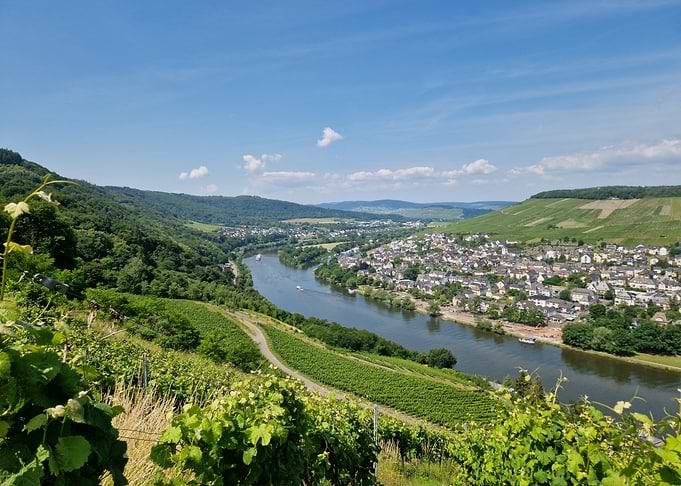 Vineyard Landscape with River and Town