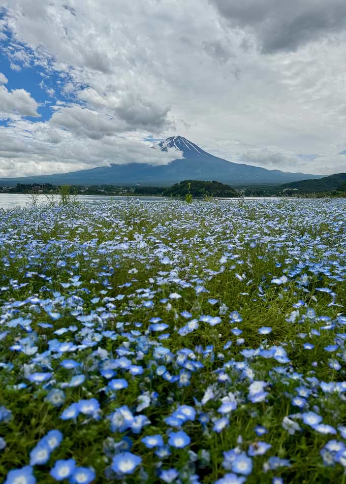 Mount Fuji and Nemophila Flowers