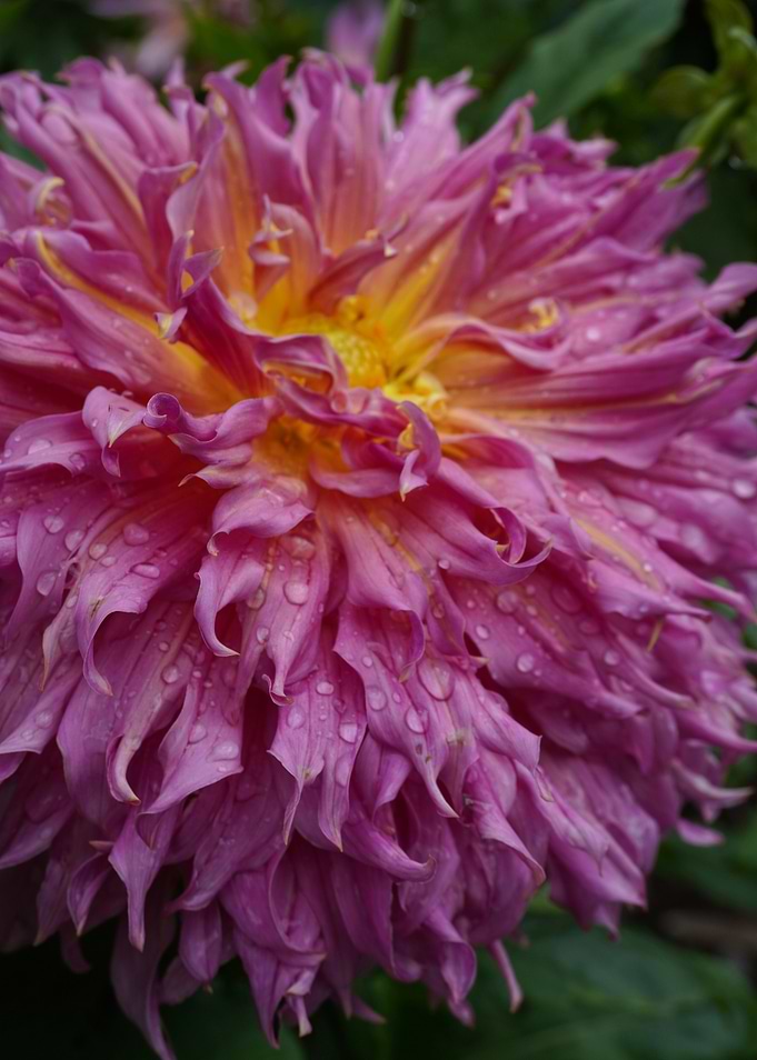 Magenta Rainfall