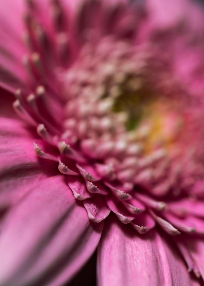 Pink Gerbera Close-Up