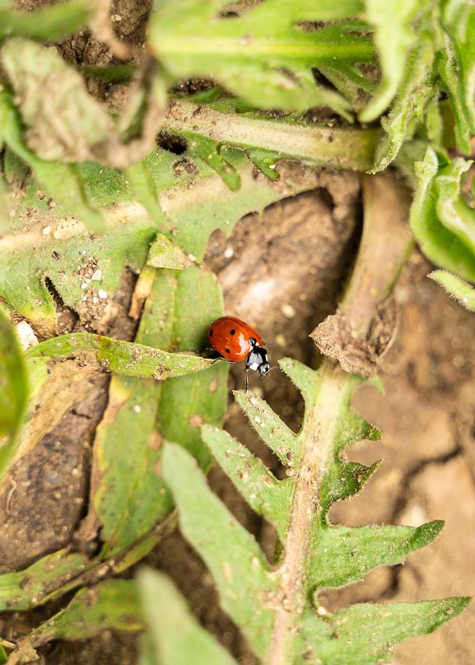 Ladybug on Green Leaves