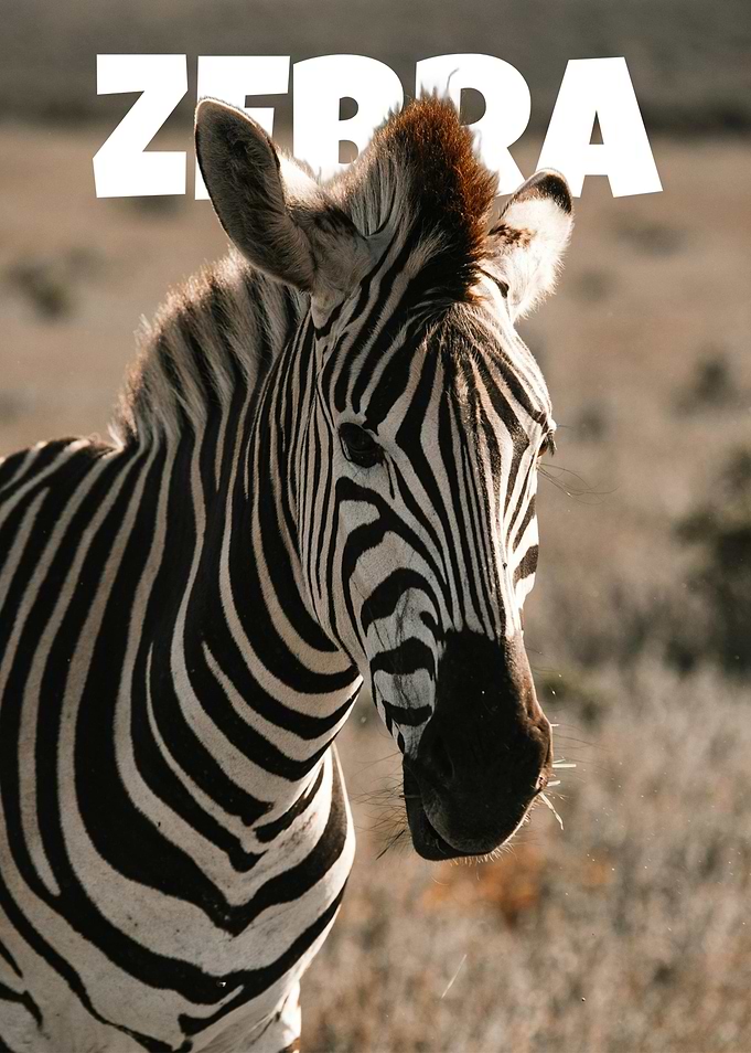 Zebra Portrait Close-Up