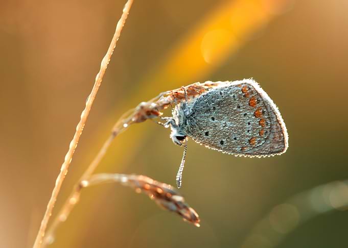 Dew-Kissed Butterfly on Grass