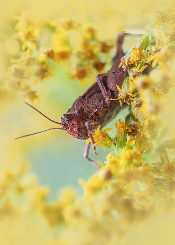 Grasshopper on Yellow Flowers