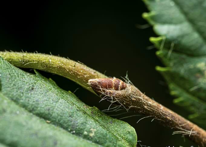 Macro shot of a plant bud