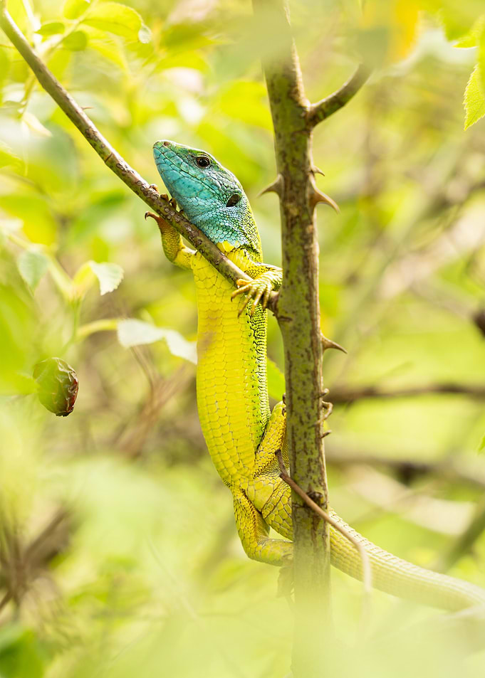 Green Lizard Climbing Thorny Branch