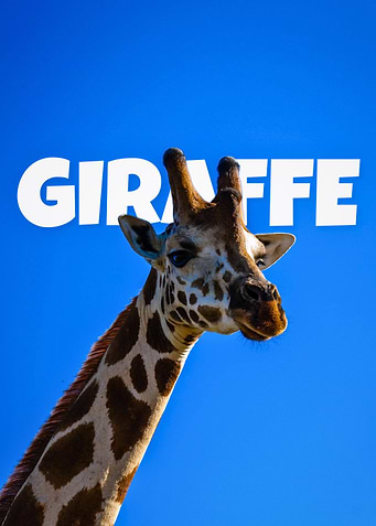 Giraffe Portrait on Blue Background