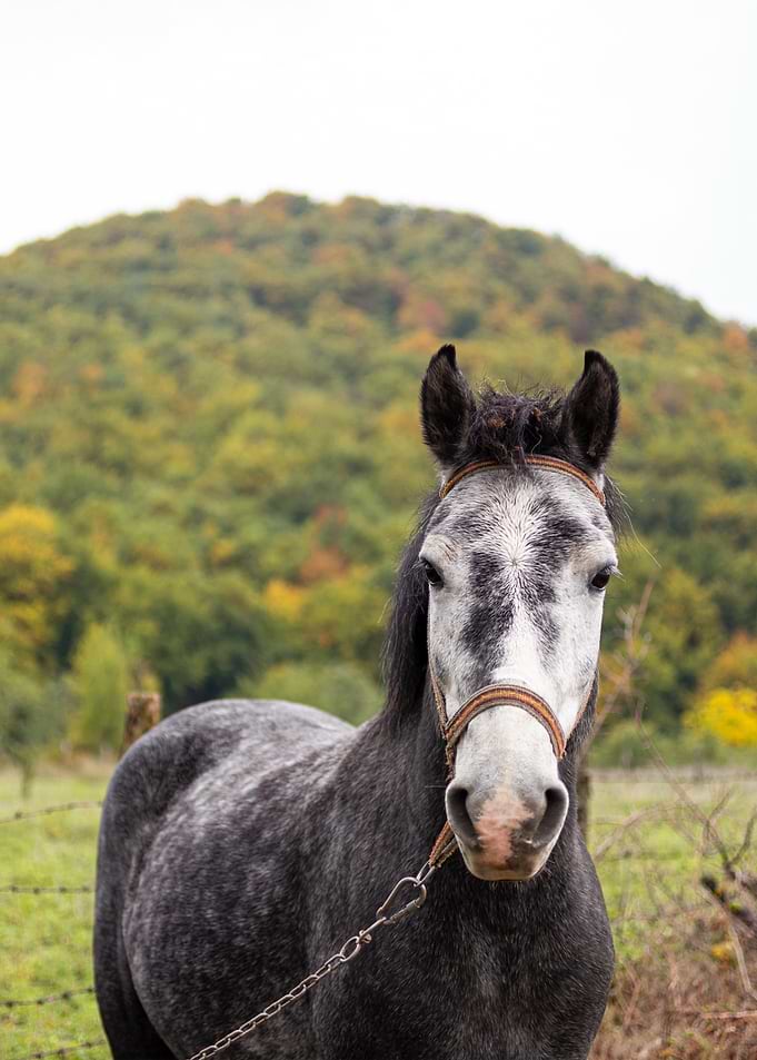 Gray Horse Portrait in Nature