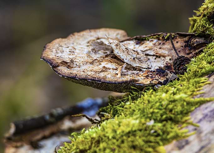 Mushroom and Moss on Wood