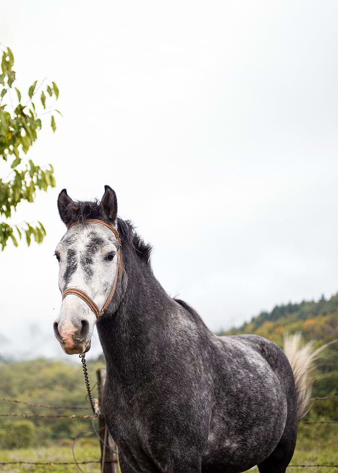 Dapple Gray Horse Portrait