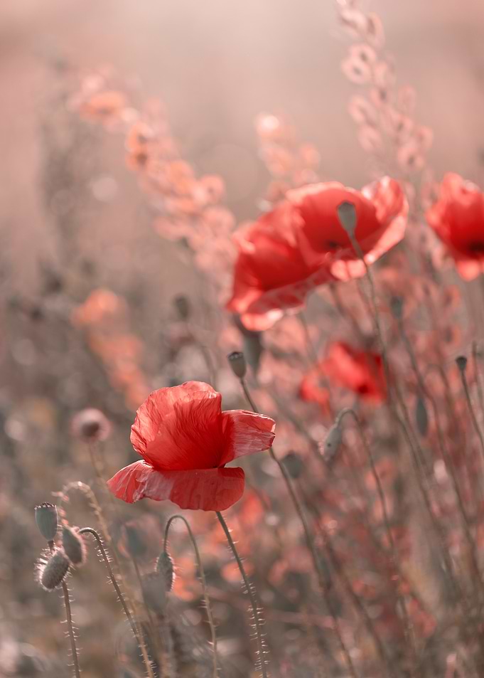 Red Poppies in a Field, Art Photography