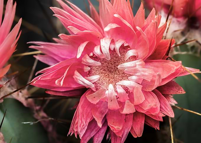 Pink Cactus Flower Close-Up