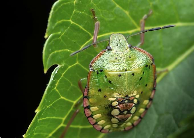 Southern Green Stink Bug (Nezara viridula) on Leaf
