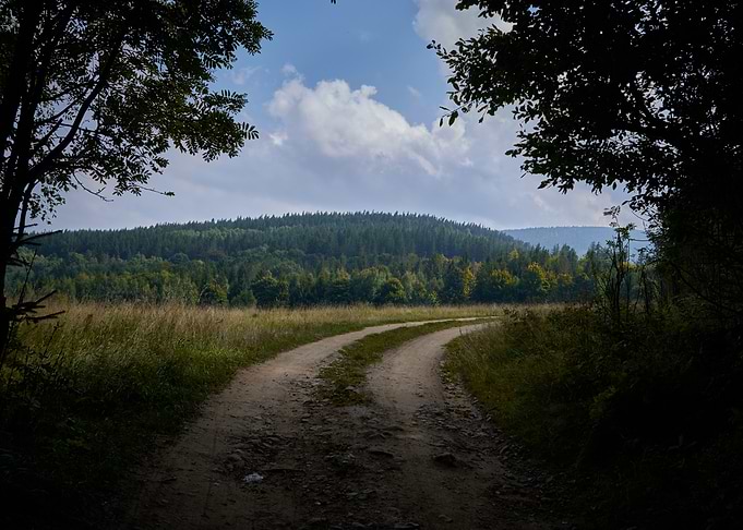 Winding Path Through Forest Landscape